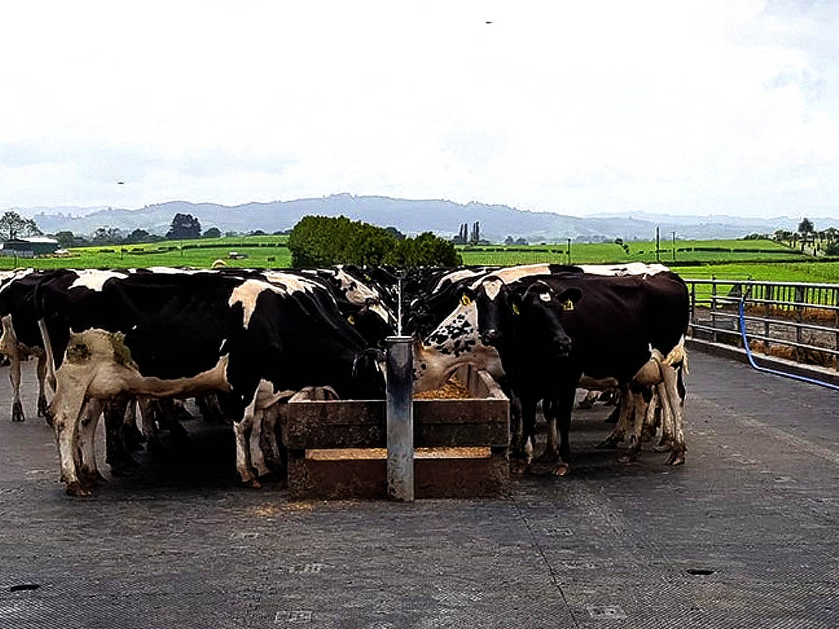 Dairy Flooring Mats